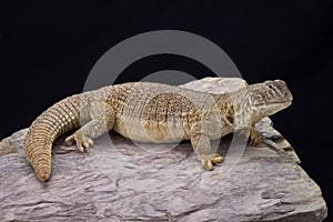 Indian spiny-tailed lizard (Saara hardwickii)