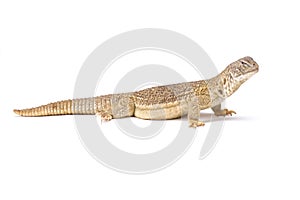 Indian spiny-tailed lizard (Saara hardwickii) photo