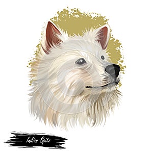 Indian Spitz dog digital art illustration isolated on white background. Indian origin utility group spitz dog. Pet hand drawn