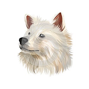 Indian Spitz dog digital art illustration isolated on white background. Indian origin utility group spitz dog. Pet hand drawn