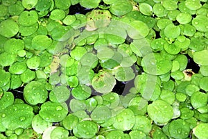 Indian spongeplant, or Limnobium laevigatum, a floating aquatic plant of the family Hydrocharitaceae