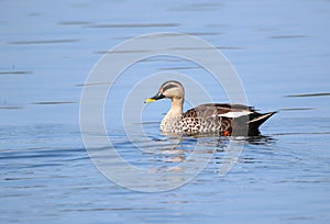 Indian spot billed duck