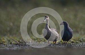 Indian spot-billed duck with Moorhen