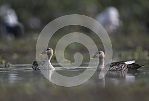 Indian spot-billed duck Pair