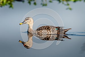 Indian Spot Billed duck with reflection. Isolated