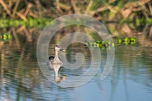 Indian Spot Billed duck watching