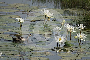 Indian Spot billed Duck with waterlilly flower