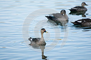 Indian Spot-billed Ducks in the water