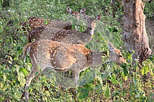 Indian Spotted Deer