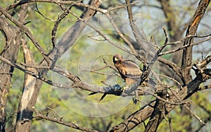 Indian spotted eagle