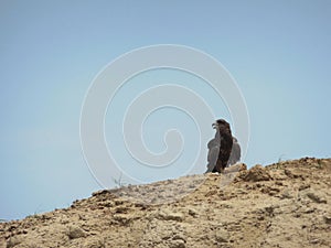 Indian spotted eagle clanga sitting on a clay earth mound on day time against blue sky front view