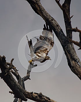 Indian spotted eagle starts to fly high