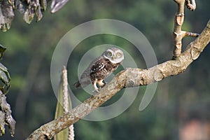 Indian spotted owlet