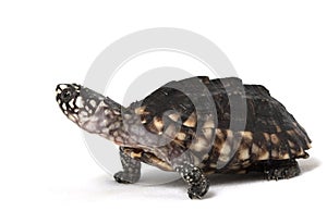 Indian Spotted Turtle