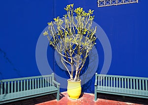 Indian spurgetree in a bright yellow pot between two teal benches in the Jardin Majorelle in Marrakesh, Morocco.