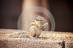 Indian squirrel - Delhi