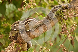 Indian Squirrel playing in park