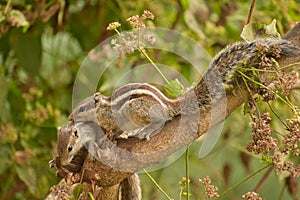 Indian Squirrel playing in park