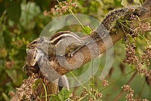 Indian Squirrel playing in park