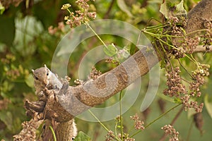 Indian Squirrel playing in park