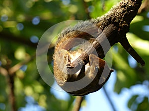 Indian Squirrels