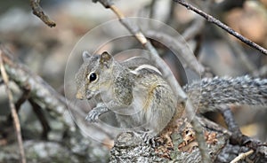 Indian squrrel in sticks