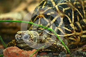 Indian Star Tortoise