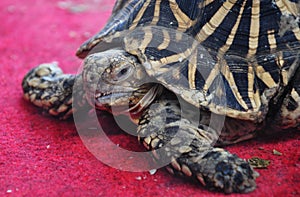 Indian star tortoise