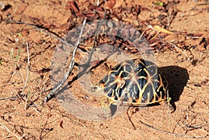 Indian Star Tortoise