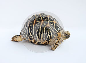 Indian Star Tortoise