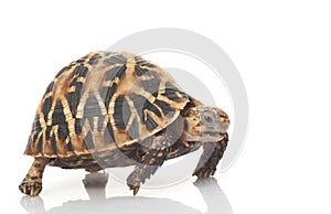 Indian Star Tortoise