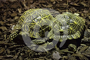 Indian star tortoise Geochelone elegans