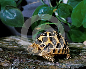 Indian Star Tortoise, geochelone elegans