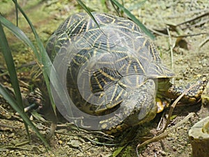 Indian star tortoise Geochelone elegans