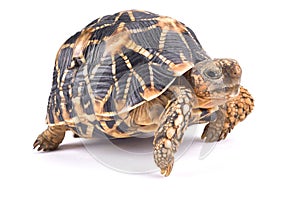 Indian star tortoise, Geochelone elegans