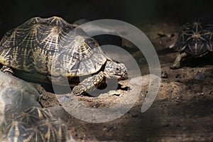 Indian star tortoise Geochelone elegans