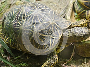 Indian star tortoise Geochelone elegans