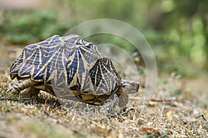 Indian Star Tortoise - Geochelone elegans, Sri Lanka