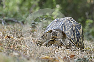 Indian Star Tortoise - Geochelone elegans, Sri Lanka