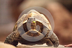 Indian star tortoise Geochelone elegans is a threatened species