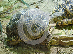 Indian star tortoise Geochelone elegans