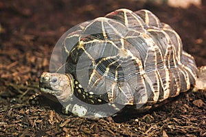 Indian Star Tortoise