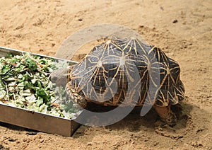 Indian star tortoise