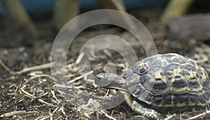 Indian-Star Tortoise Slowly Moving