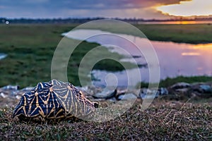 Indian star tortoise at sunset , Arugam bay, Sri Lanka