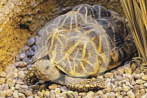 Indian Star Tortoise a threatened tortoise native India, Sri Lanka photo