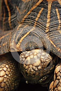 Indian Starred Tortoise