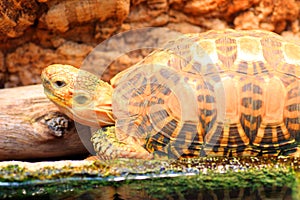 Indian starred tortoise