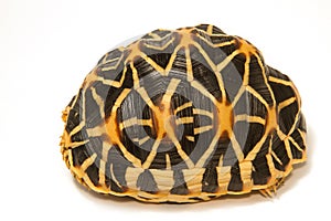 Indian Starred Tortoise