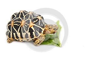 Indian Starred Tortoise eating vegetable